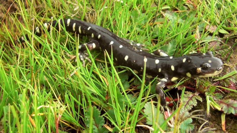 Prawdziwe opinie o trójszybowych oknach Salamander: co mówią użytkownicy w 2026 roku?